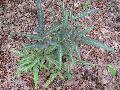 East Indian Holly Fern / Arachniodes simplicior 